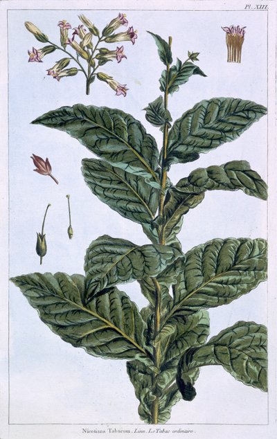 Tobacco Plant, Plate 7, from 